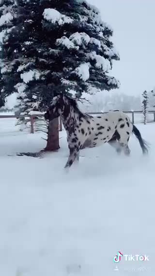 Snow horse