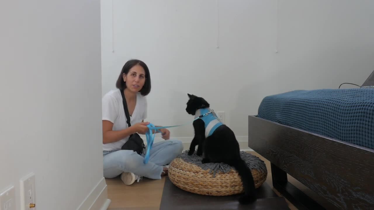 "Harness Training Made Easy: Empower Your Cat with Confidence"