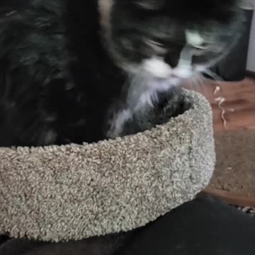 Cat Struggling to Sit-down