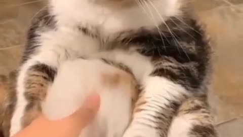 Cat half angry with the owner