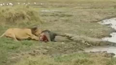 South africa forest lion and crocodile share food