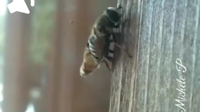 Wildlife documentary. honey bee.