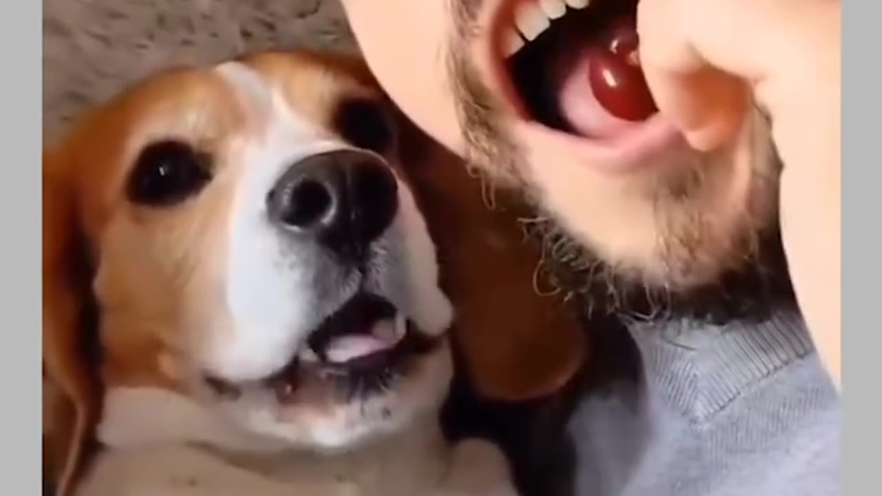 Comady video