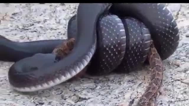 (SNAKE SWALLOWING SNAKE) COBRA ENGOLINDO COBRA