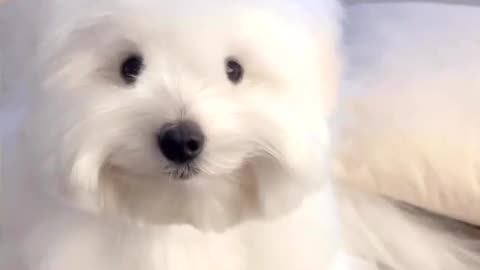 Funny smiling dog