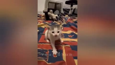 20 minutes of adorable cats and kittens videos to keep you smiling