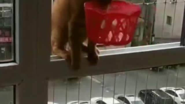 funny animals playing