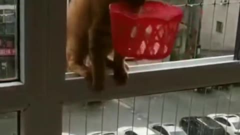 funny animals playing