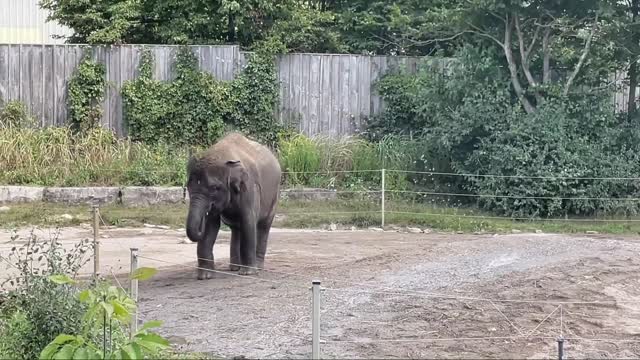 Baby Elephant Bath in Shower