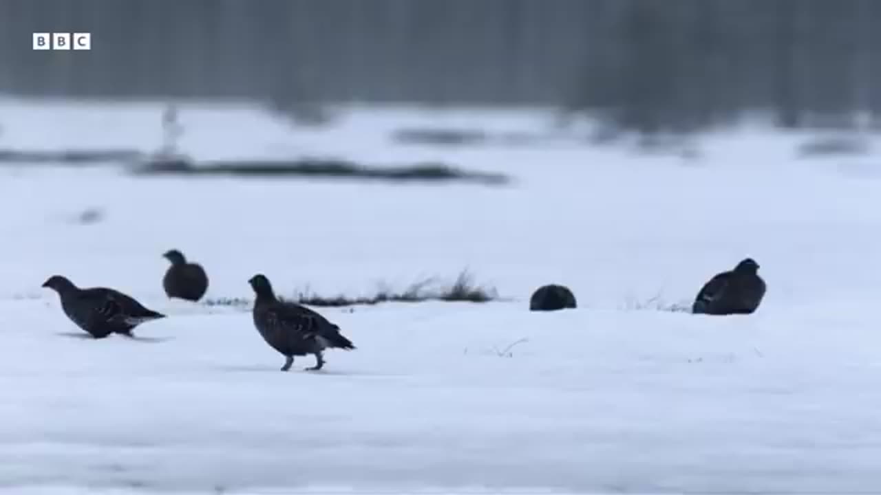 The Most Important Dance Of This Bird's Life | Earth’s Great Seasons | BBC Earth