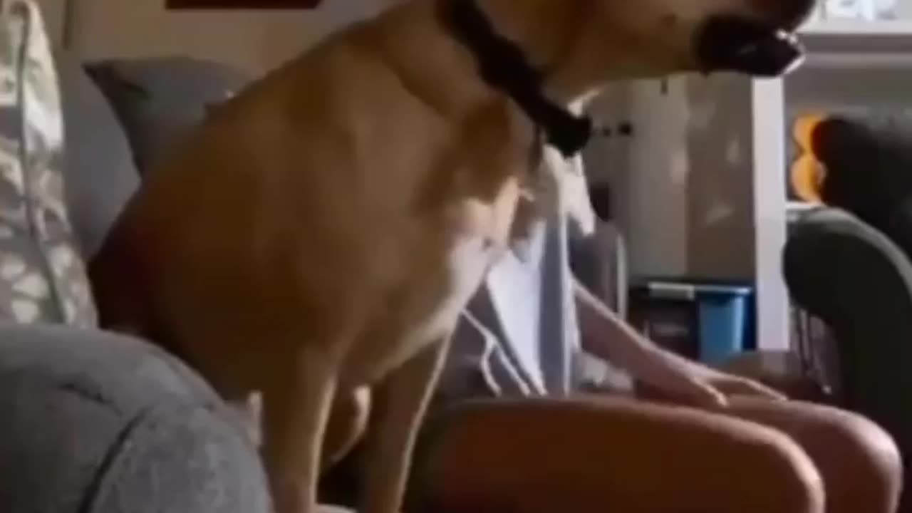 Dog gets excited watching football