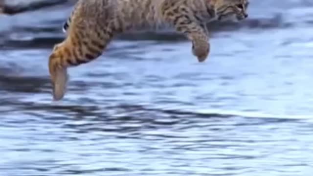 Beautiful Slow-Mo Jump of a Large Cat in the Wild