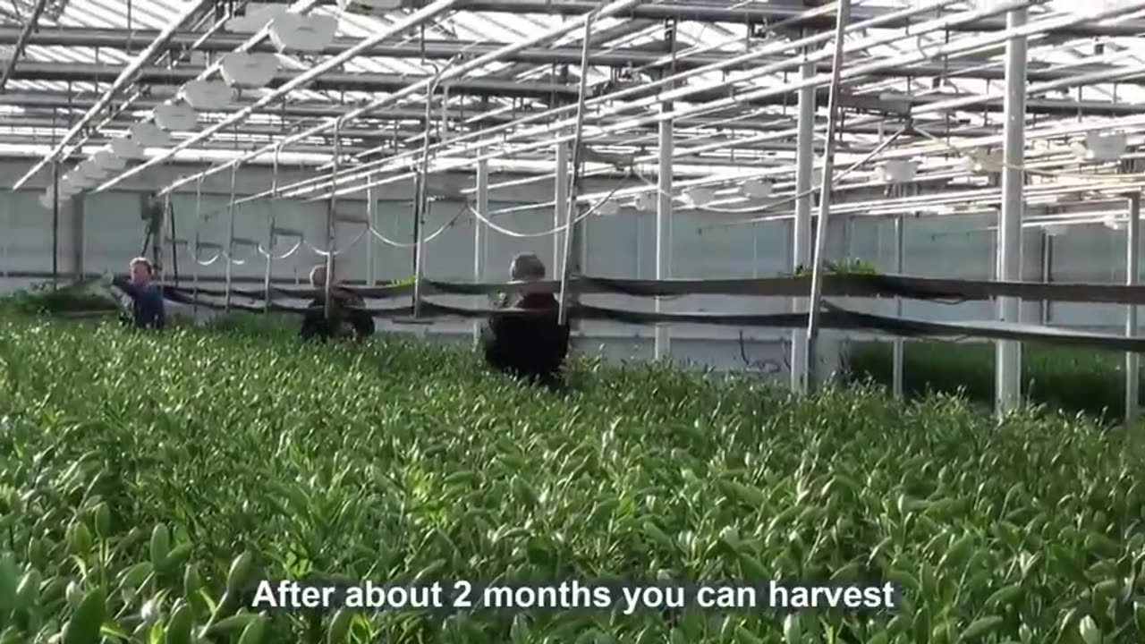 Lily Flower Farming Technology - Lily bulb Harvesting Machine - Lily Plant and Harvest in GreenHouse