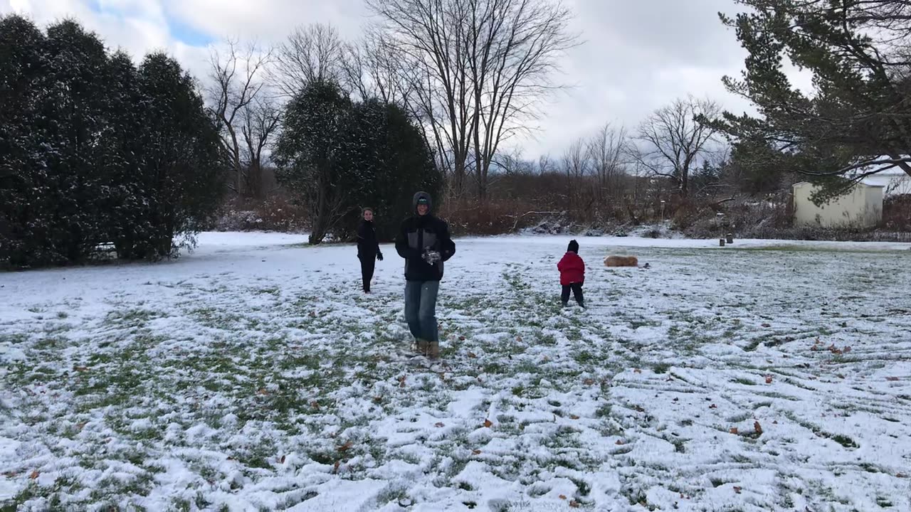 Sheepadoodle playing