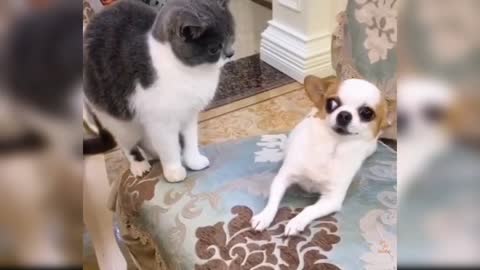 Innocent dog funny moment