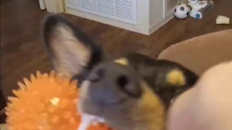 It's play time with titus the dog