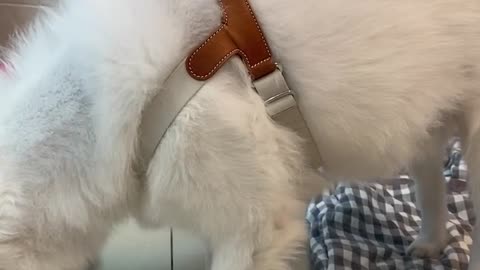 cute dog