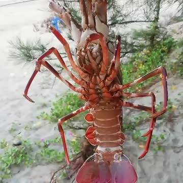 Homarus lobsters