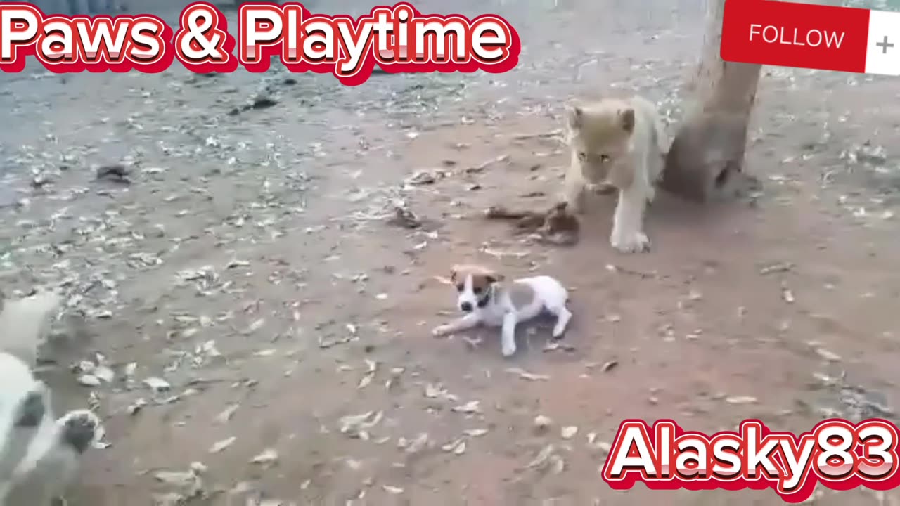 PUPPY PLAYS WITH THREE LION CUBS😎😎😎😎