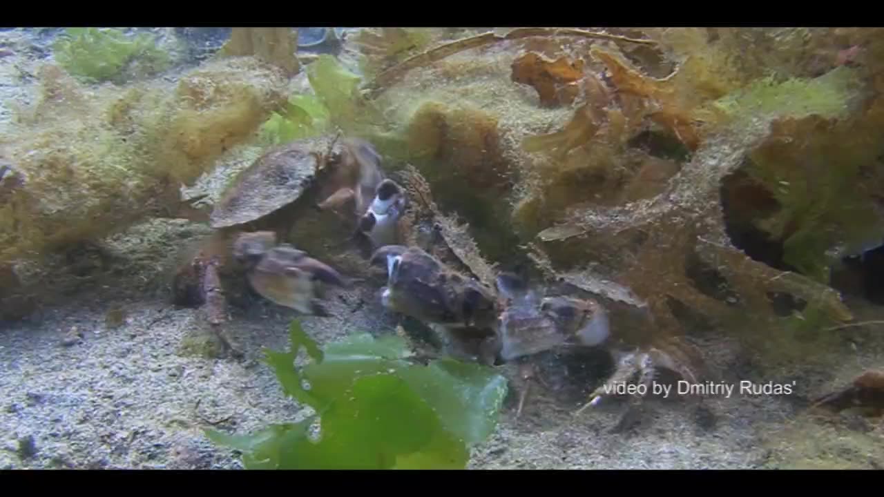 Three crabs involved in a free for all