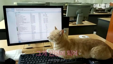 Story of How Cat That Near Death Became a College Student