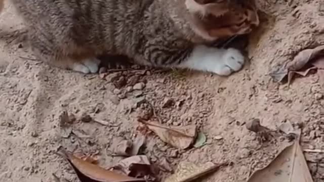 Catching snakes? Funny Cute Cat