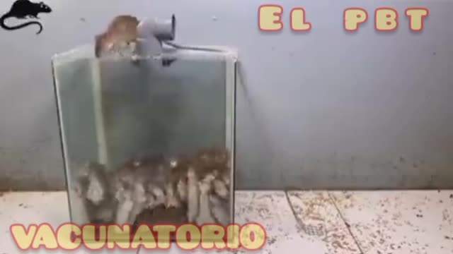 VACUNATORIO 💉💉💉💉💉💀💀💀