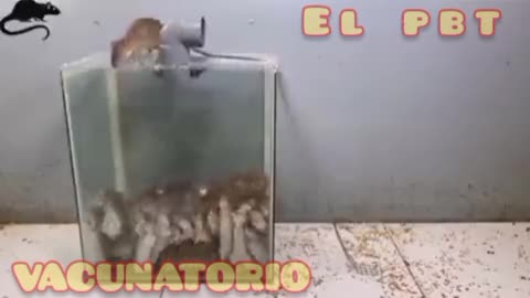 VACUNATORIO 💉💉💉💉💉💀💀💀
