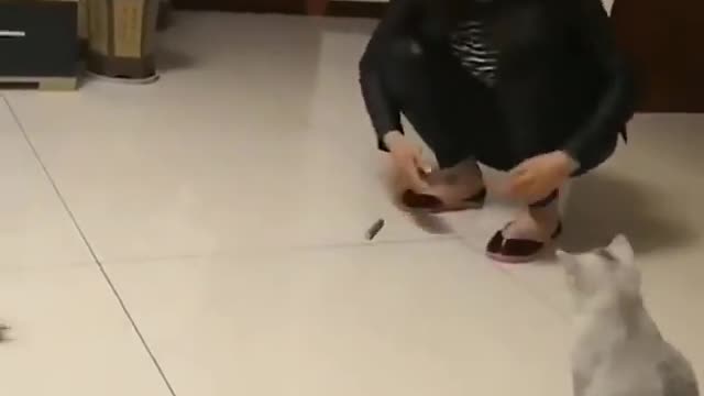 Run quickly after the mouse
