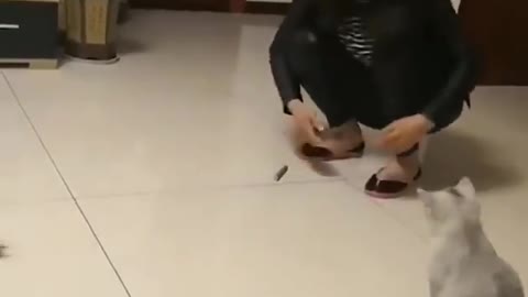 Run quickly after the mouse