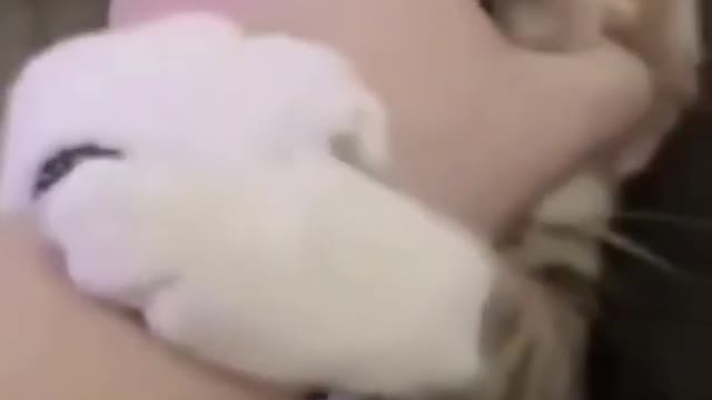 cat fun