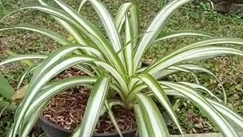 flower in my pot