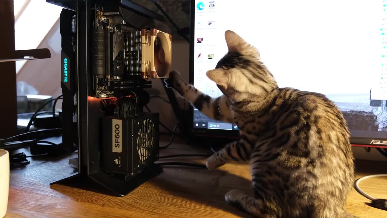 cat VS machine