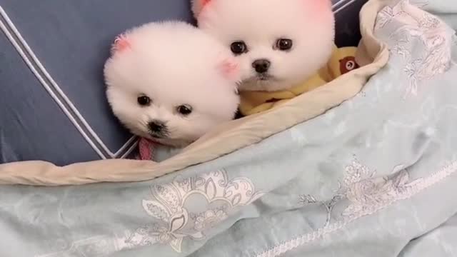 Little babies on the bed