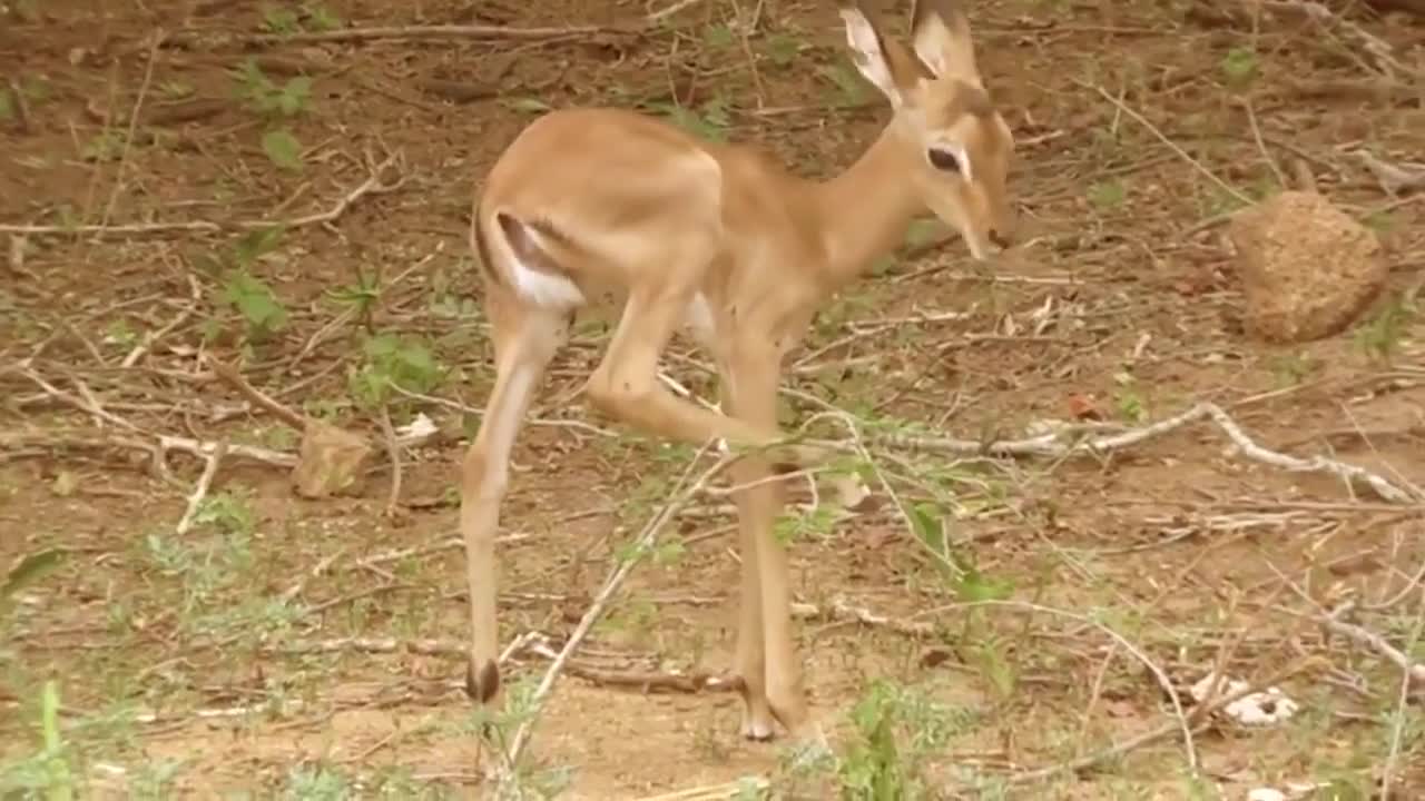 Amazing Lion Save Baby Impala From Cheetah Attack