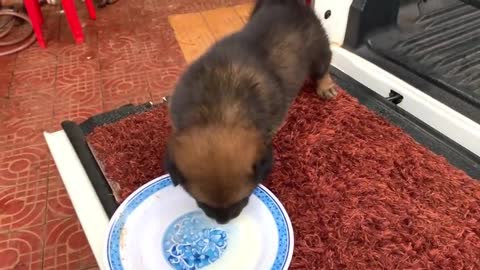 Lonely Puppy Waits On Street For Someone|Who Will Take Him Home