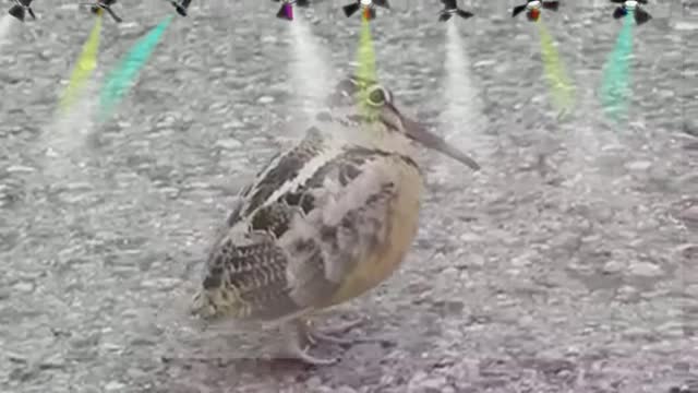 CRAZY BIRD DANCE