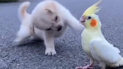 Cute funny dog video