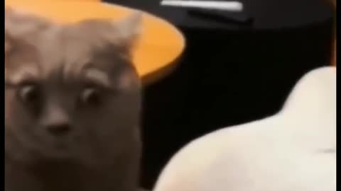Cat 🐱 funny video