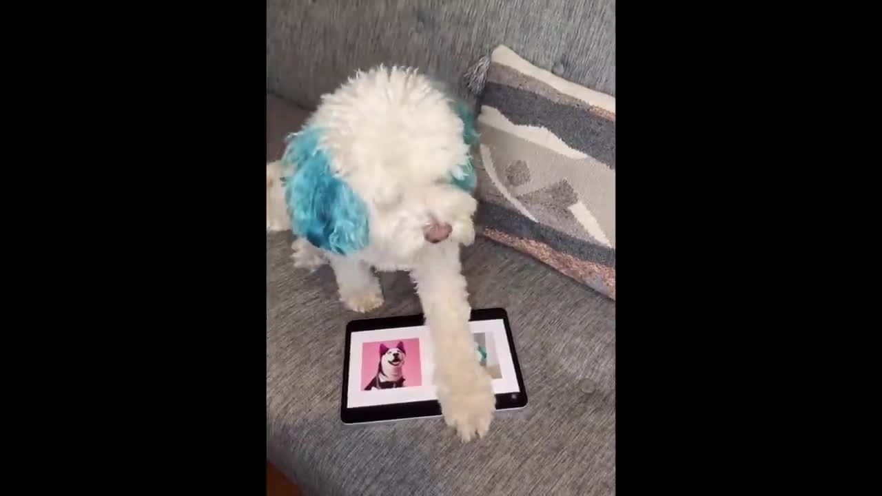 😍Funny dog's video & 😂thare reaction 🤣 so funny 🤣