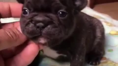 yawning puppy