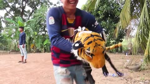 Fake tiger dog prank to dog very Funny