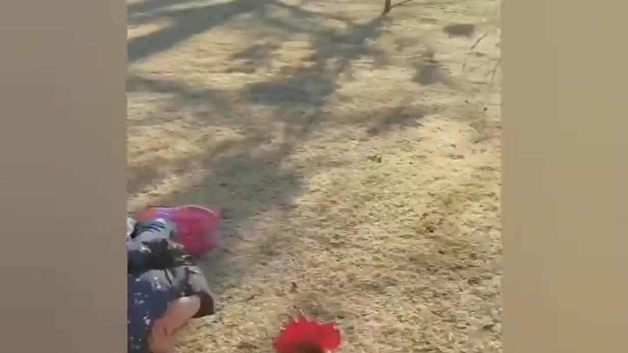 Funniest animal video 2024