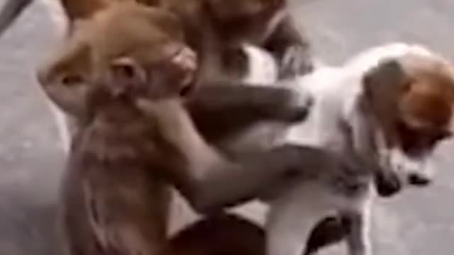 Monkey Joking With Dog Funny Video