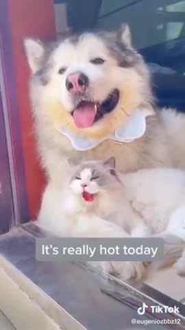Cat turns into Dog