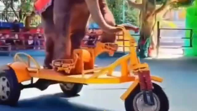 Elephant rides a cycle in the circus