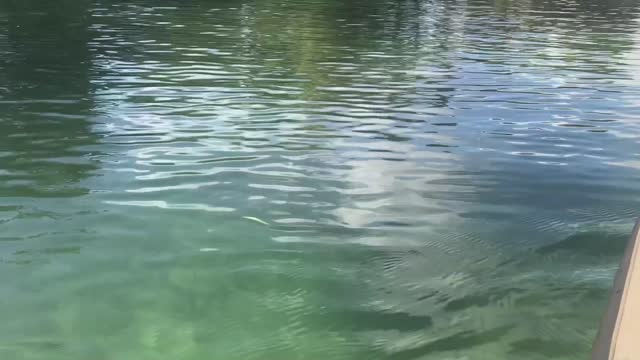 Big Manatee Swimming Along by Kayak