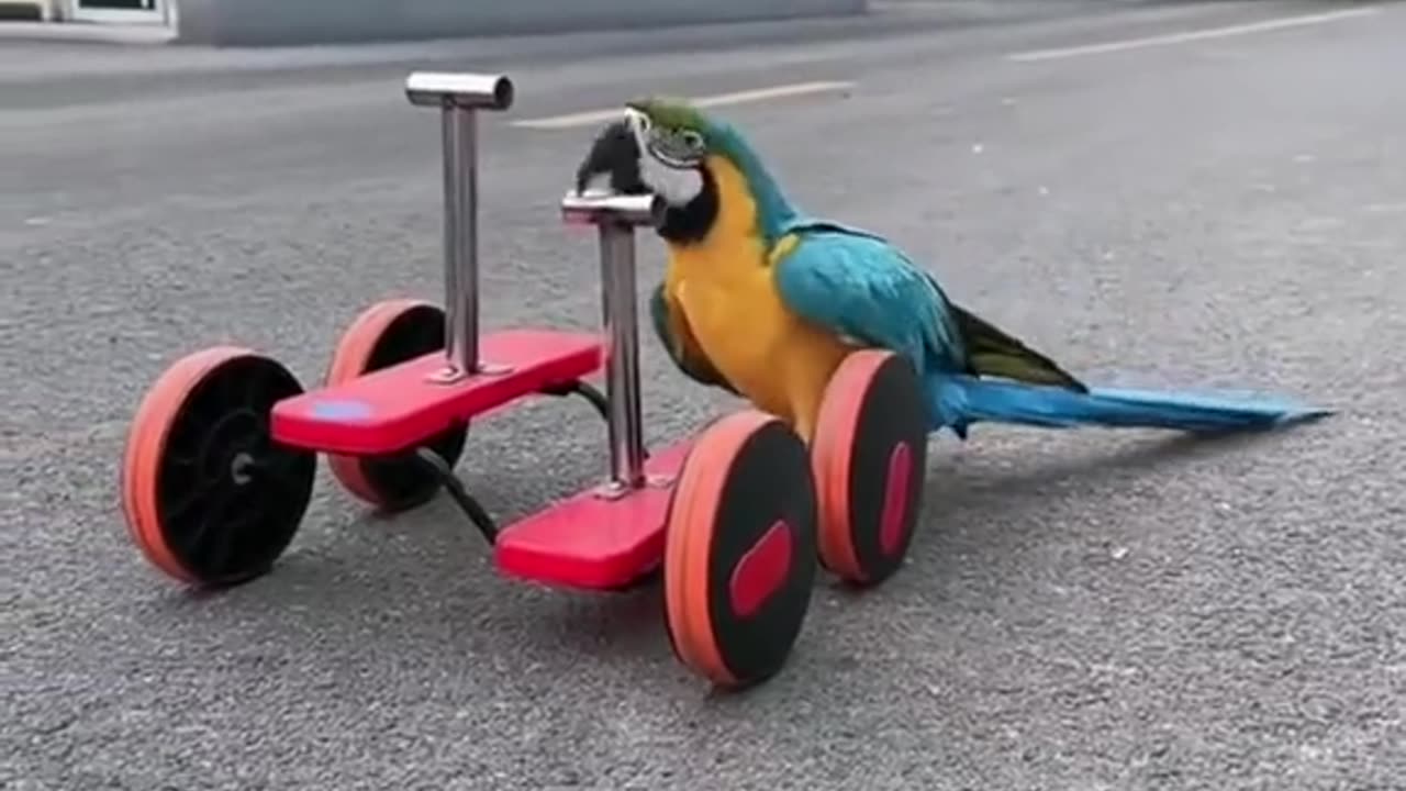 A smart, funny, cute parrot🥰😍