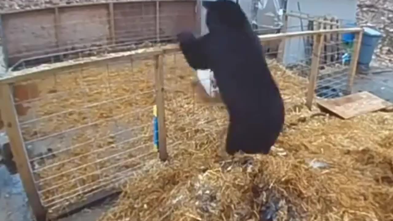 Bear gets into Pig pen to get the pigs and gets the scare of its life!