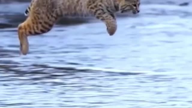 Tiger pub jump |animal viral video